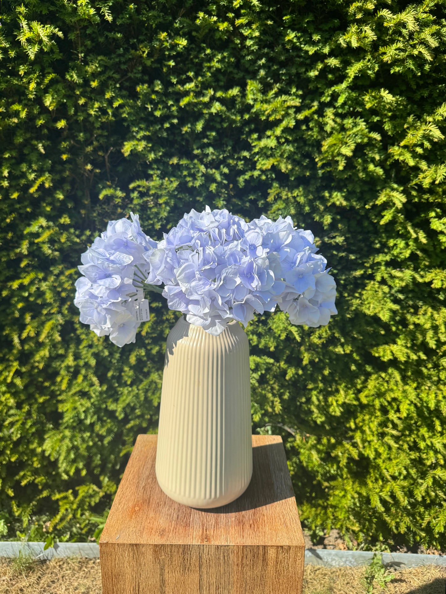 Hortensia Blauw