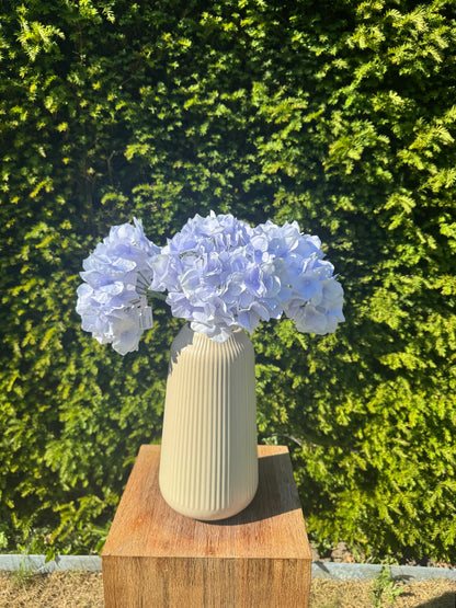 Hortensia Blauw
