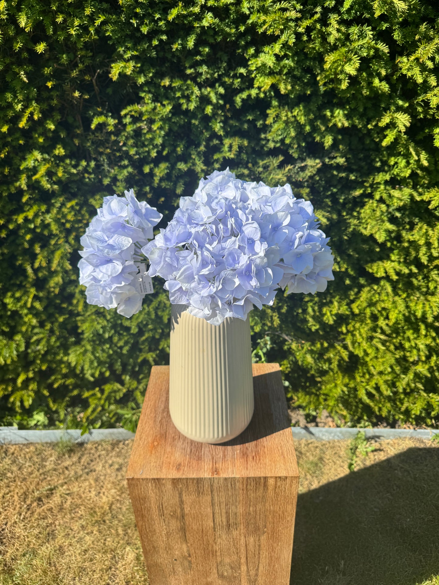 Hortensia Blauw