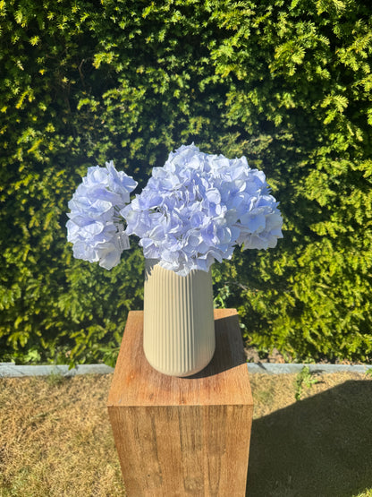 Hortensia Blauw